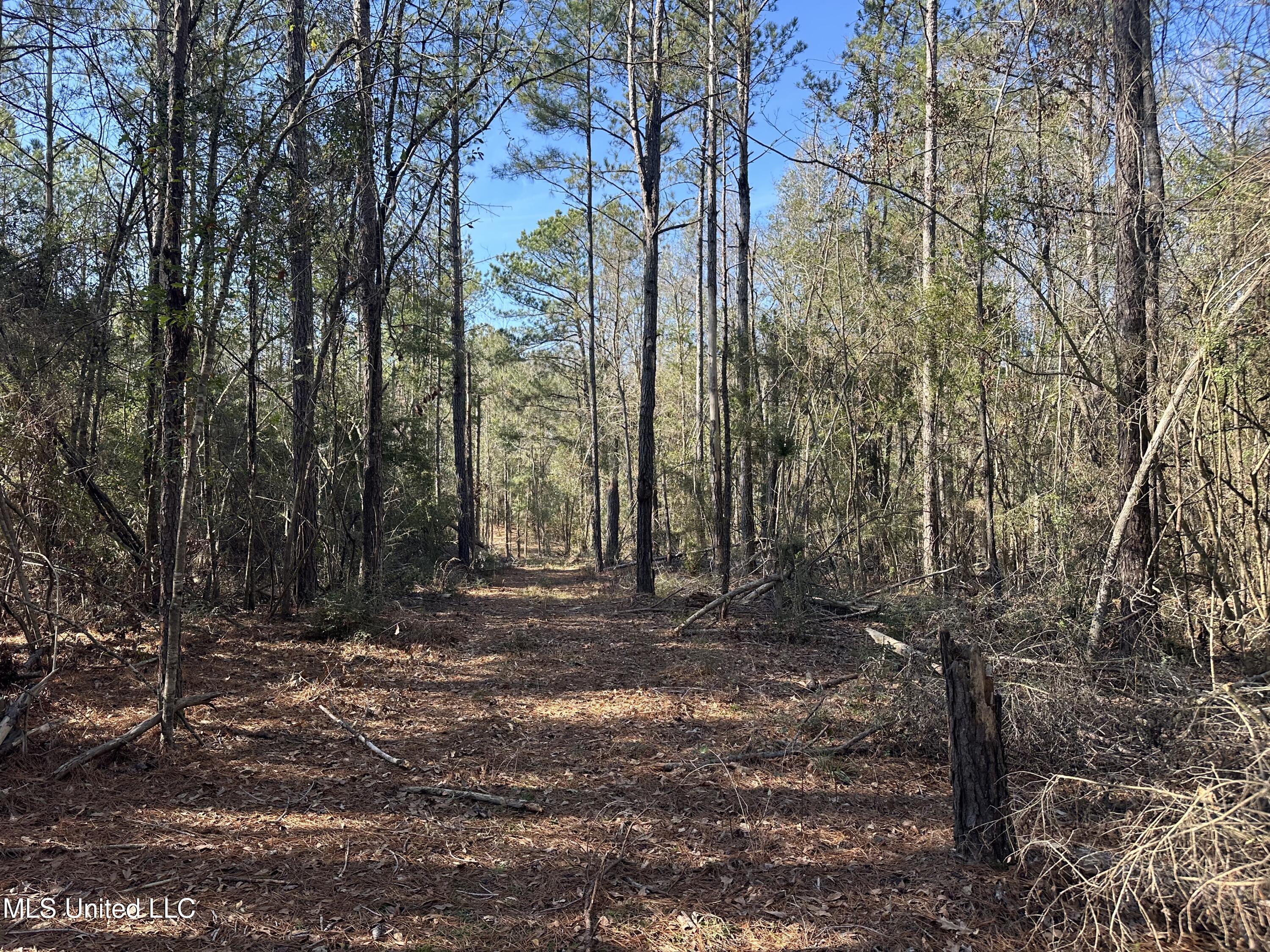 0 Crooked Creek Road Silver Creek, MS 39663 - Photo 12 of 14 Photo Jan 16 2026, 1 24 54 PM