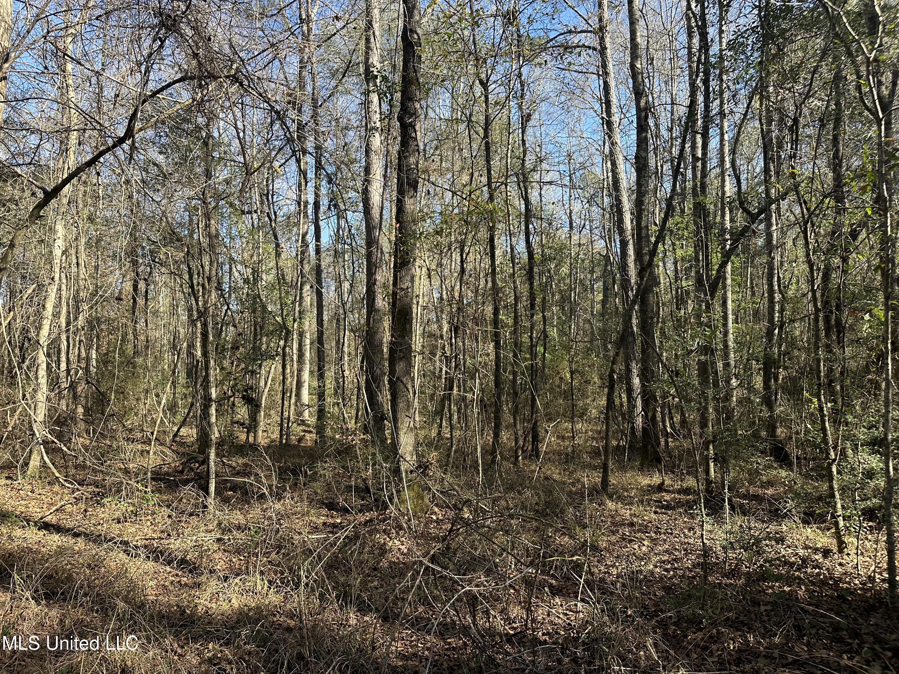 0 Crooked Creek Road Silver Creek, MS 39663 - Photo 13 of 14 Photo Jan 16 2026, 1 26 52 PM