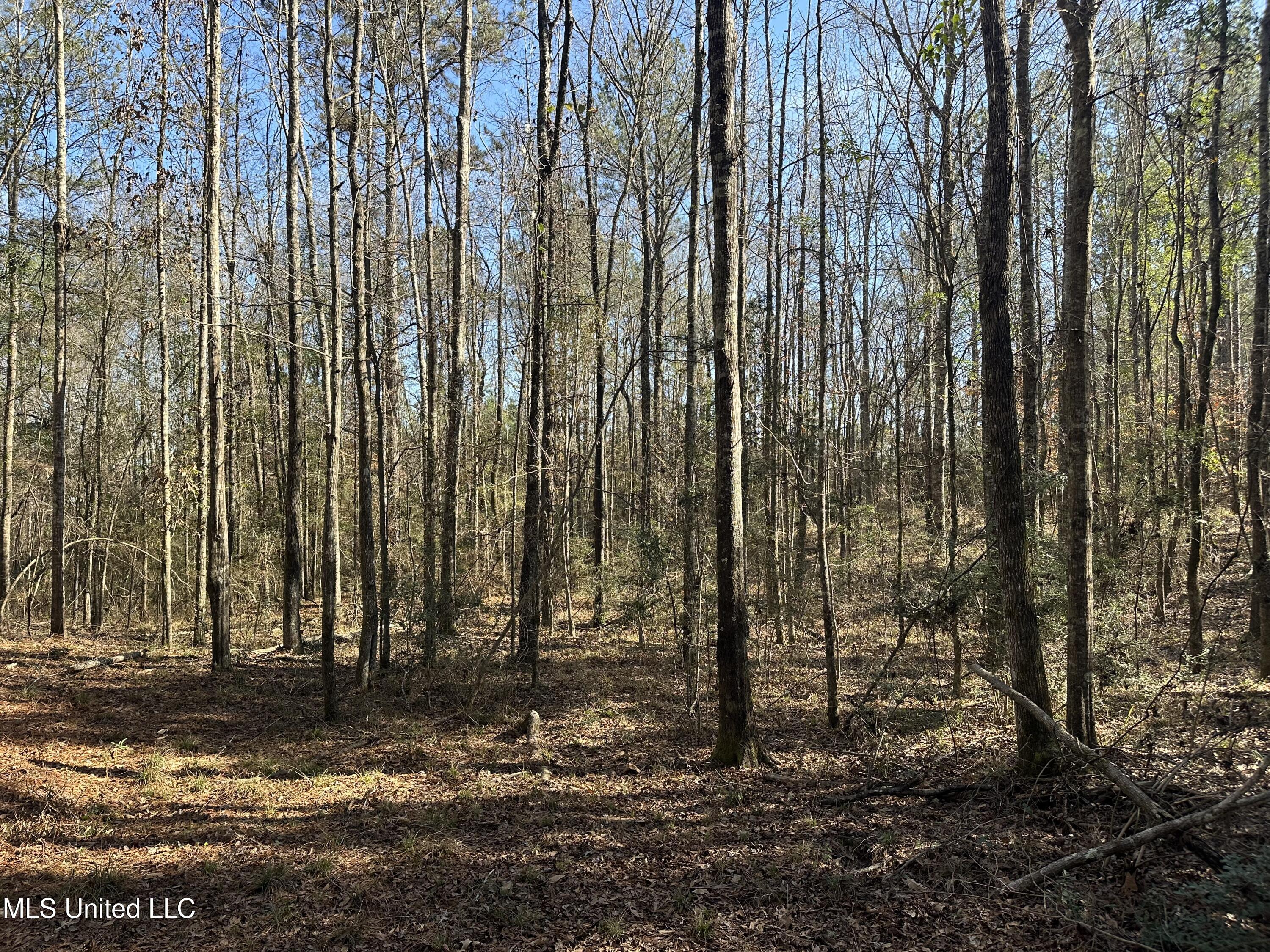 0 Crooked Creek Road Silver Creek, MS 39663 - Photo 14 of 14 Photo Jan 16 2026, 1 31 13 PM