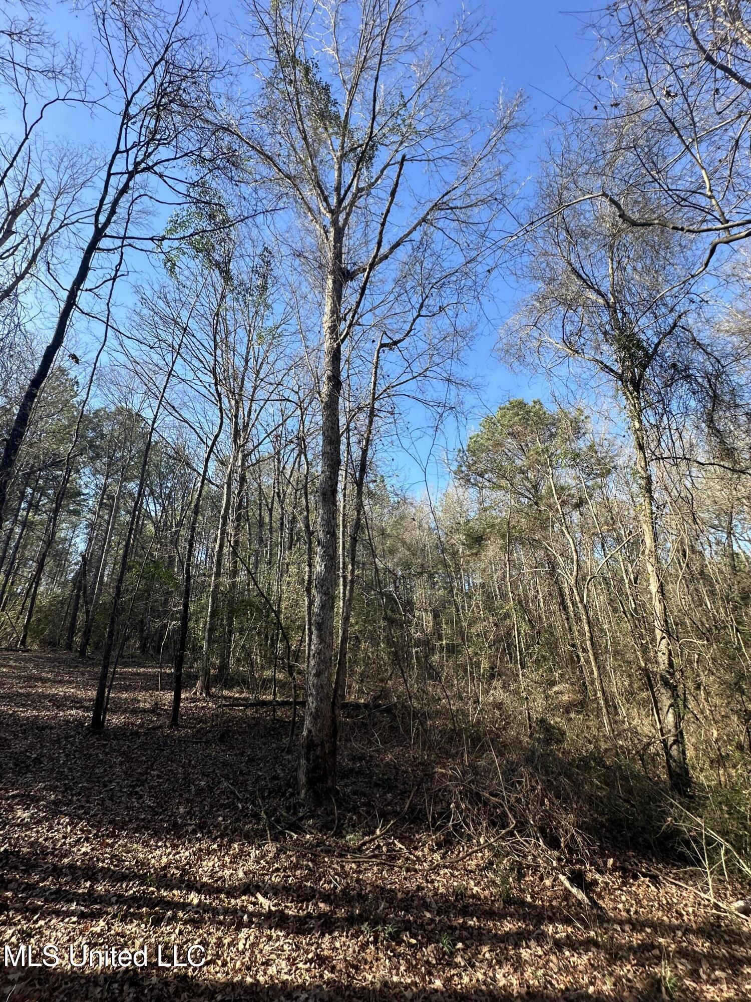 0 Crooked Creek Road Silver Creek, MS 39663 - Photo 6 of 14 Photo Jan 16 2026, 1 41 52 PM