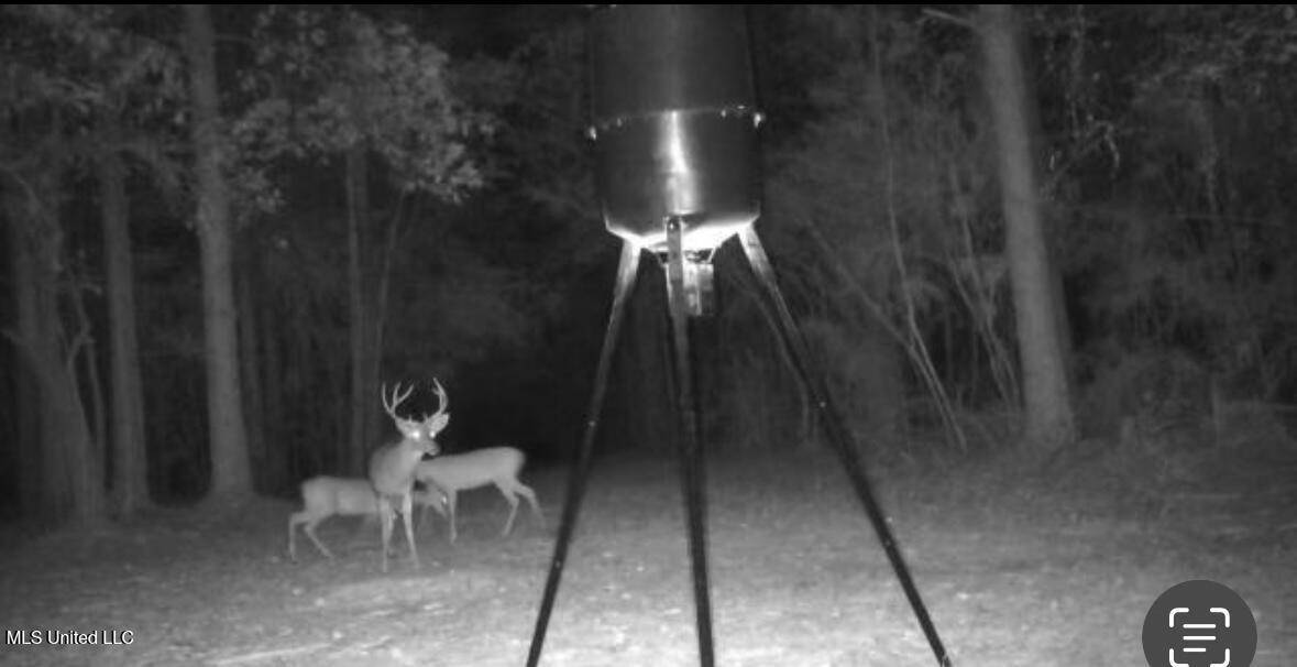 0 Crooked Creek Road Silver Creek, MS 39663 - Photo 7 of 14 Photo Jan 19 2026, 4 29 51 PM