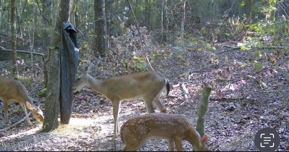 0 Crooked Creek Road Silver Creek, MS 39663 - Photo 9 of 14 Photo Jan 19 2026, 4 29 56 PM