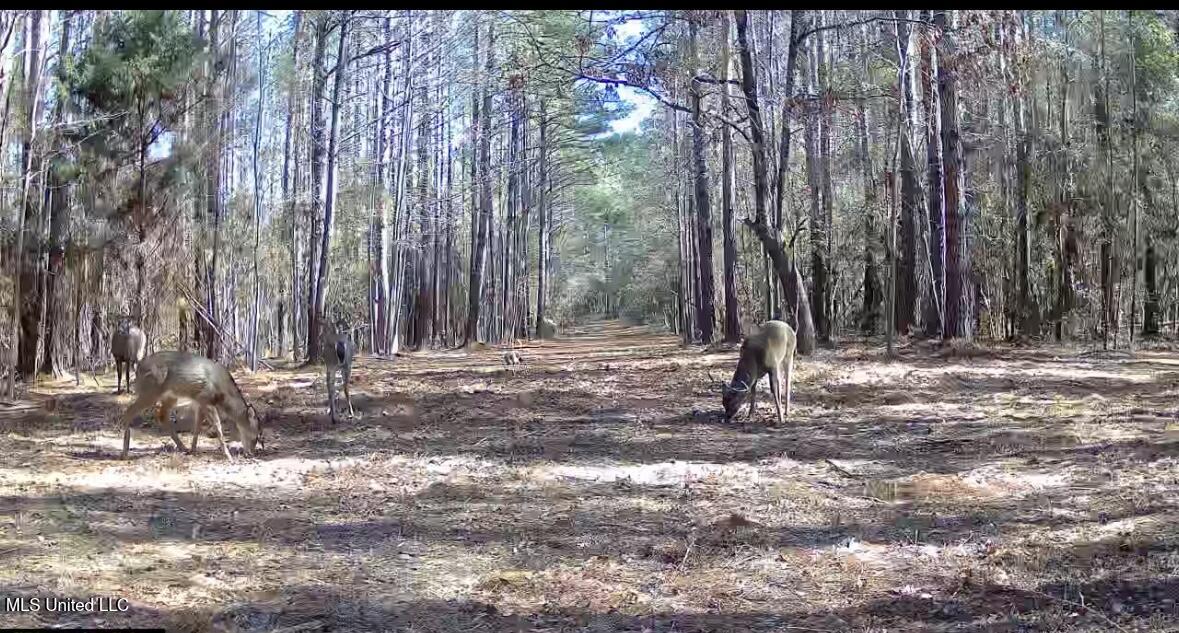 0 Crooked Creek Road Silver Creek, MS 39663 - Photo 10 of 14 Photo Jan 19 2026, 4 30 02 PM