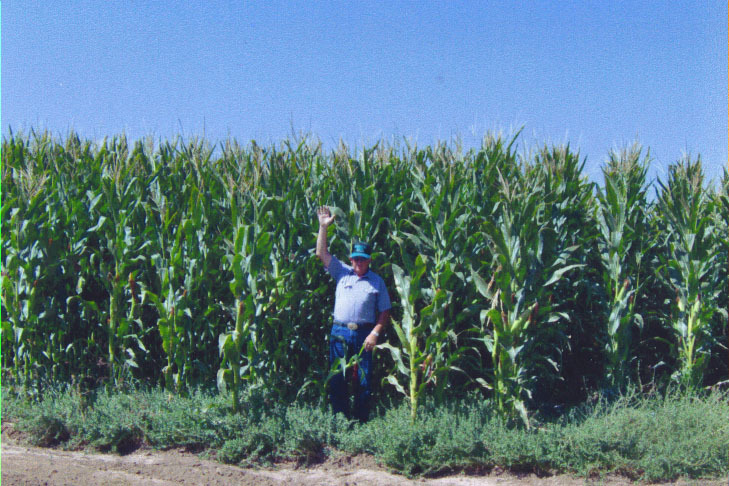 62676 Ida Road Montrose, CO 81401 - Photo 7 of 9 a view of a yard with plants and a building