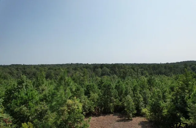 a view of a forest with a tree in the background