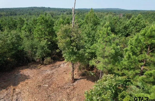 a view of a forest with trees in the background