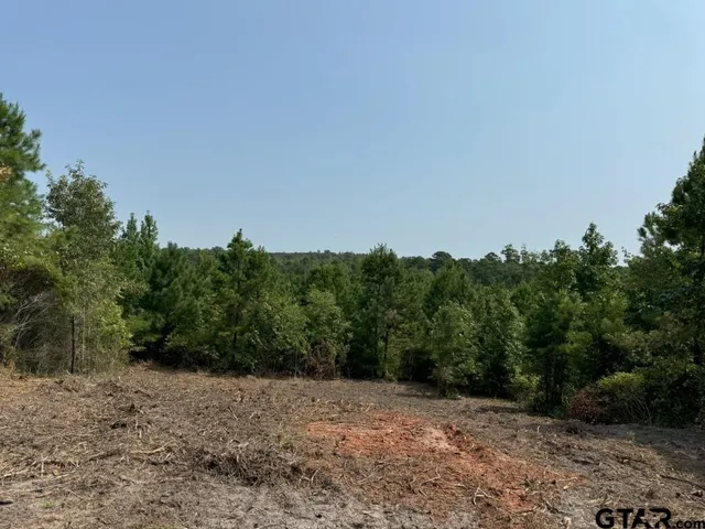 a view of backyard with large trees