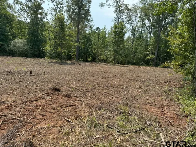a view of a forest with trees in the background