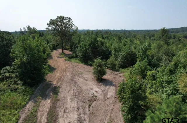 a view of a forest with a street