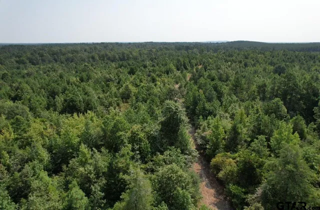 a view of a forest with a lush green forest