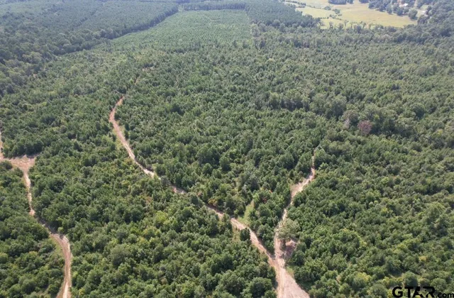 a view of a forest with a street