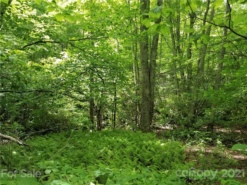 6350 Gingercake Road Newland, NC 28657 - Photo 4 of 8 a view of a lush green forest