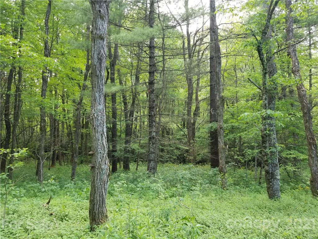 6350 Gingercake Road Newland, NC 28657 - Photo 6 of 8 a view of a lush green forest
