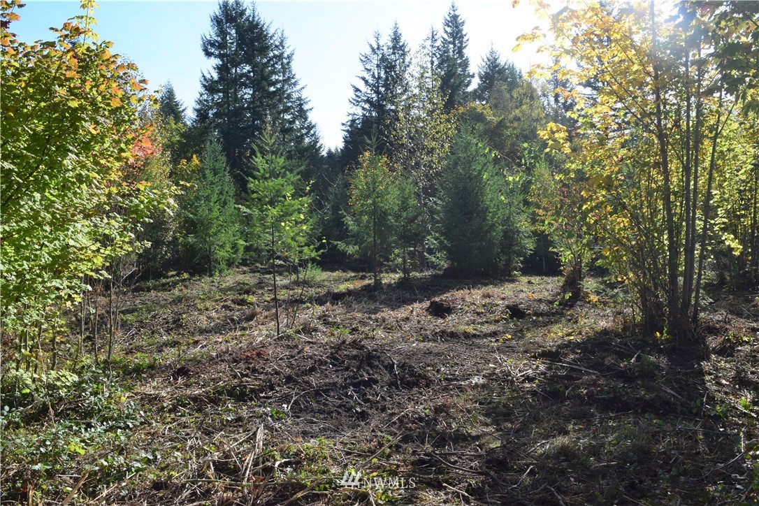 147-26 26 Morris Road Randle, WA 98377 - Photo 12 of 23 Gallery Image 12