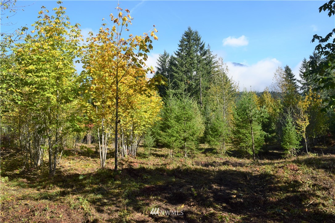 147-26 26 Morris Road Randle, WA 98377 - Photo 14 of 23 Gallery Image 14