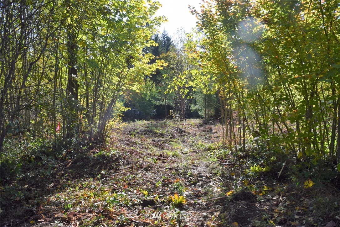 147-26 26 Morris Road Randle, WA 98377 - Photo 10 of 23 Gallery Image 10