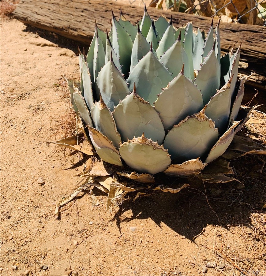 56965 Camulos Road Landers, CA 92285 - Photo 18 of 26