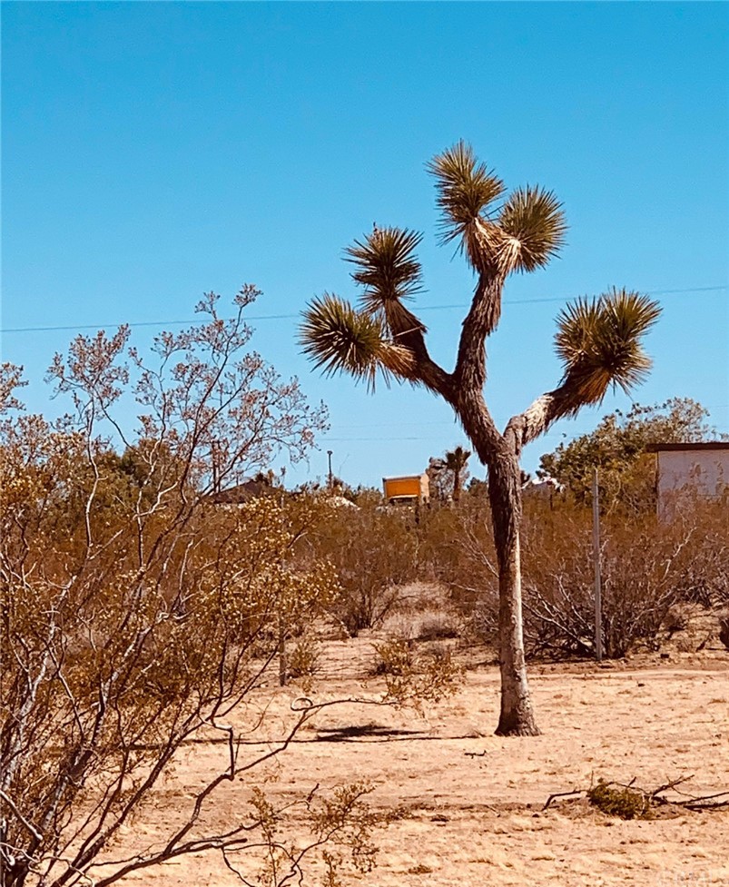 56965 Camulos Road Landers, CA 92285 - Photo 21 of 26 Your own Joshua Tree!