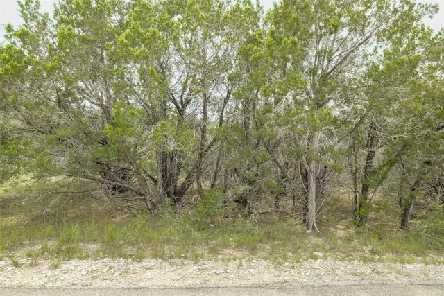 a view of a garden with plants and large trees