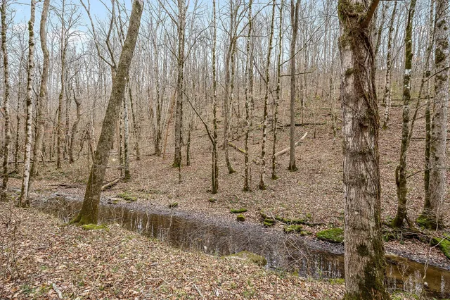 a view of a yard with trees