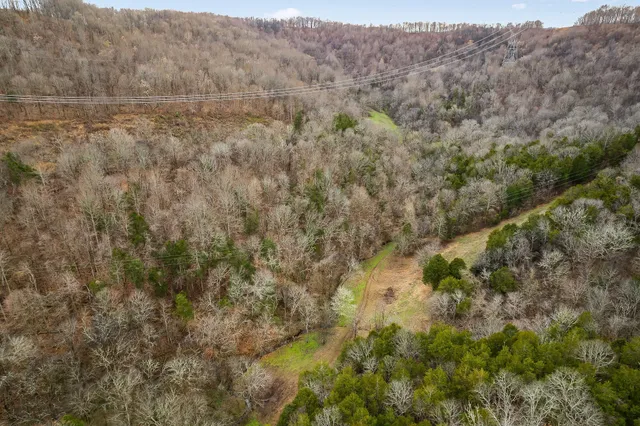 a view of a yard with large trees