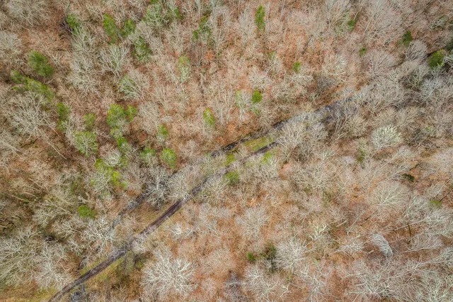 a view of a yard with trees