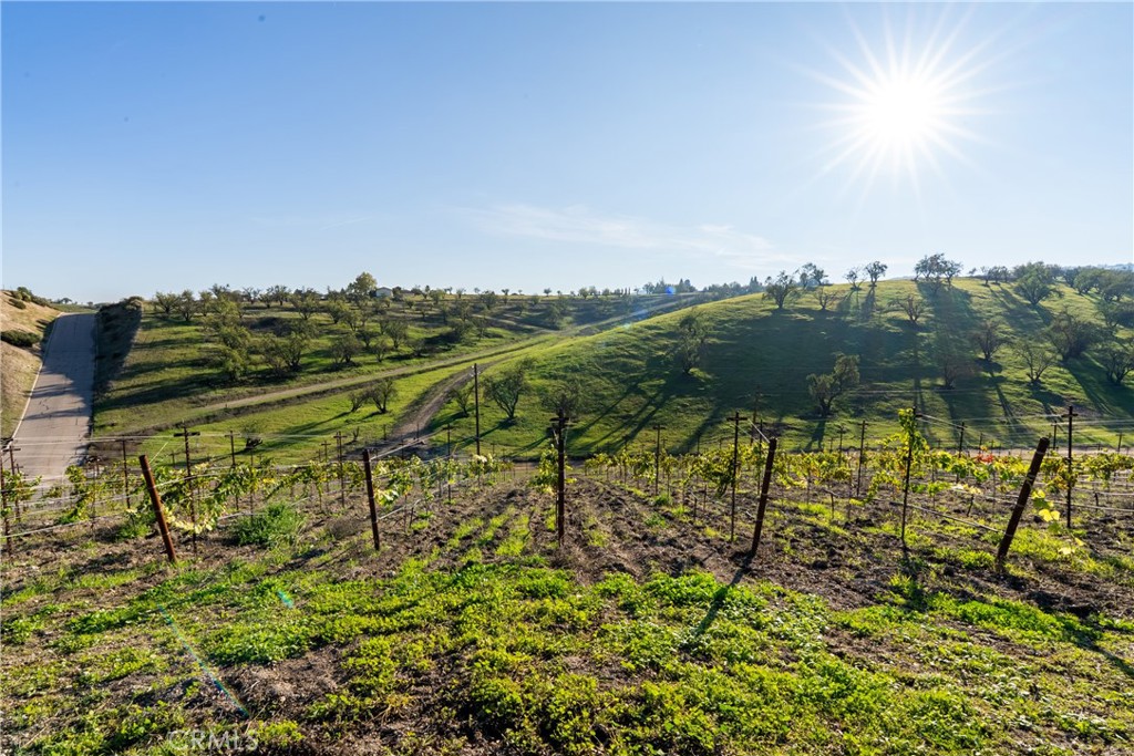550 Villa Lots Road Paso Robles, CA 93446 - Photo 29 of 31 Vines
