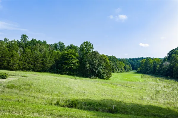 a view of a lush green forest