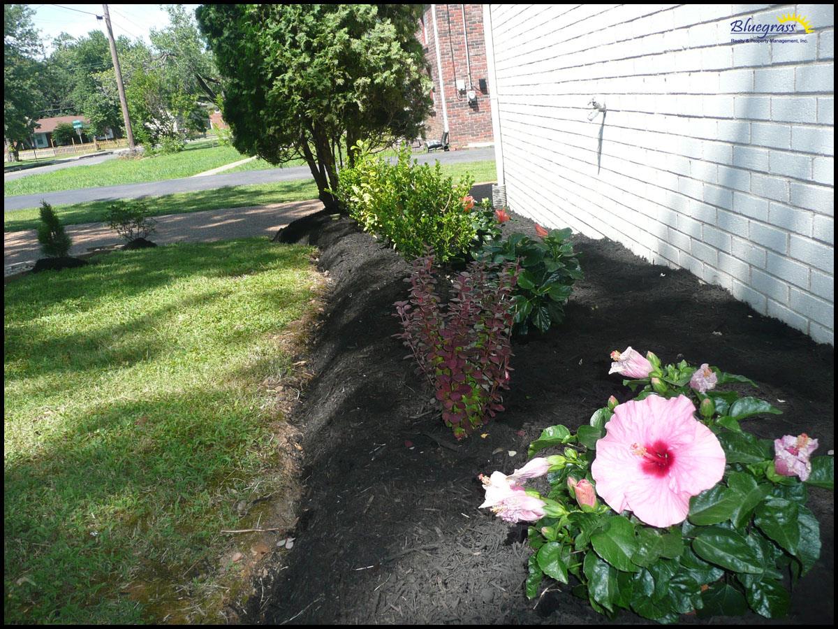 464 Rural Hill Road Nashville, TN 37217 - Photo 7 of 15 a pink flower in a garden