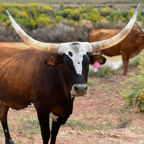 Deer Springs Ranch is a working ranch with Longhorns