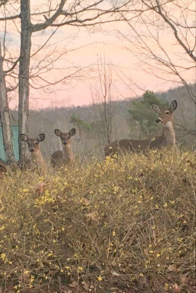 110 Ridgeland Point Sharps Chapel, TN 37866 - Photo 36 of 36 Abundant with Wildlife!
