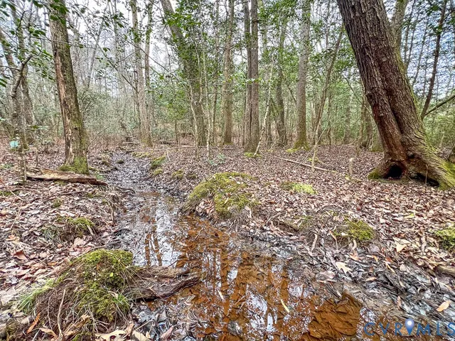 a view of a forest with trees