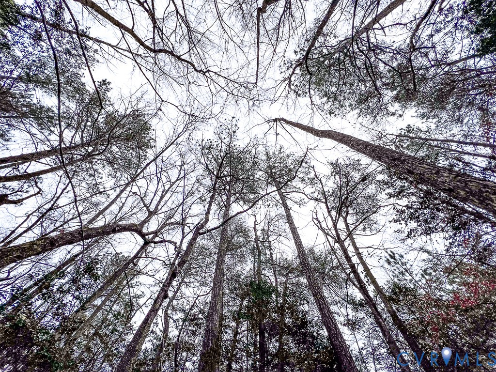53.778-acres Kidds Fork Road Milford, VA 22514 - Photo 24 of 35