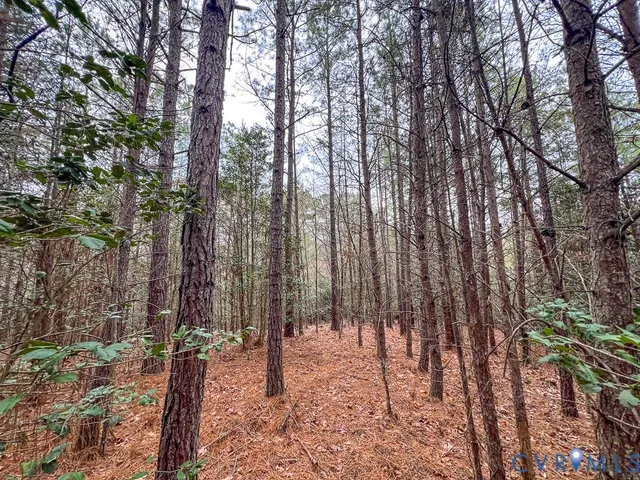 a view of a yard with plants and trees