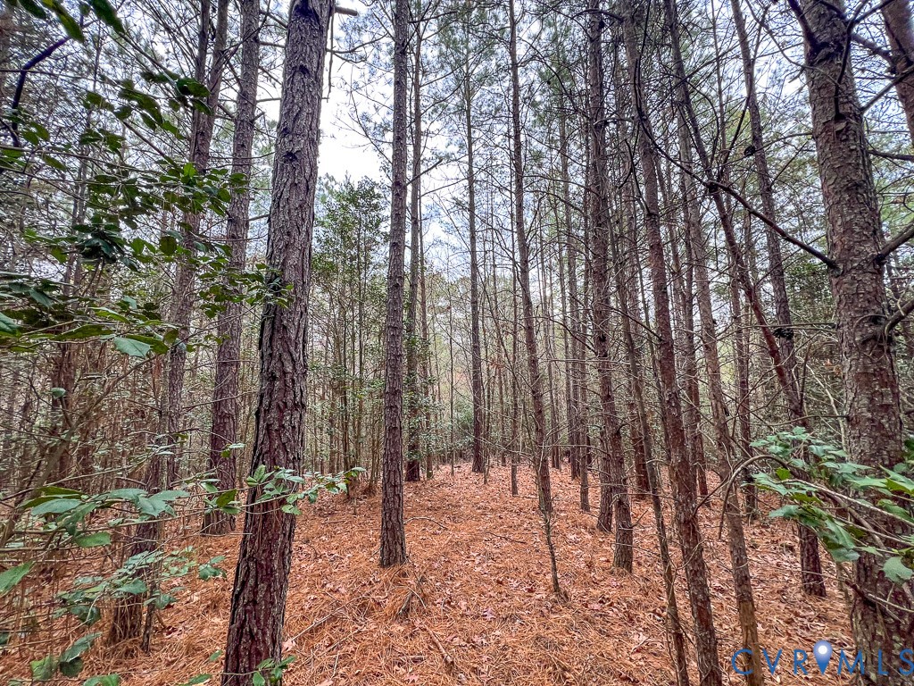 53.778-acres Kidds Fork Road Milford, VA 22514 - Photo 27 of 35