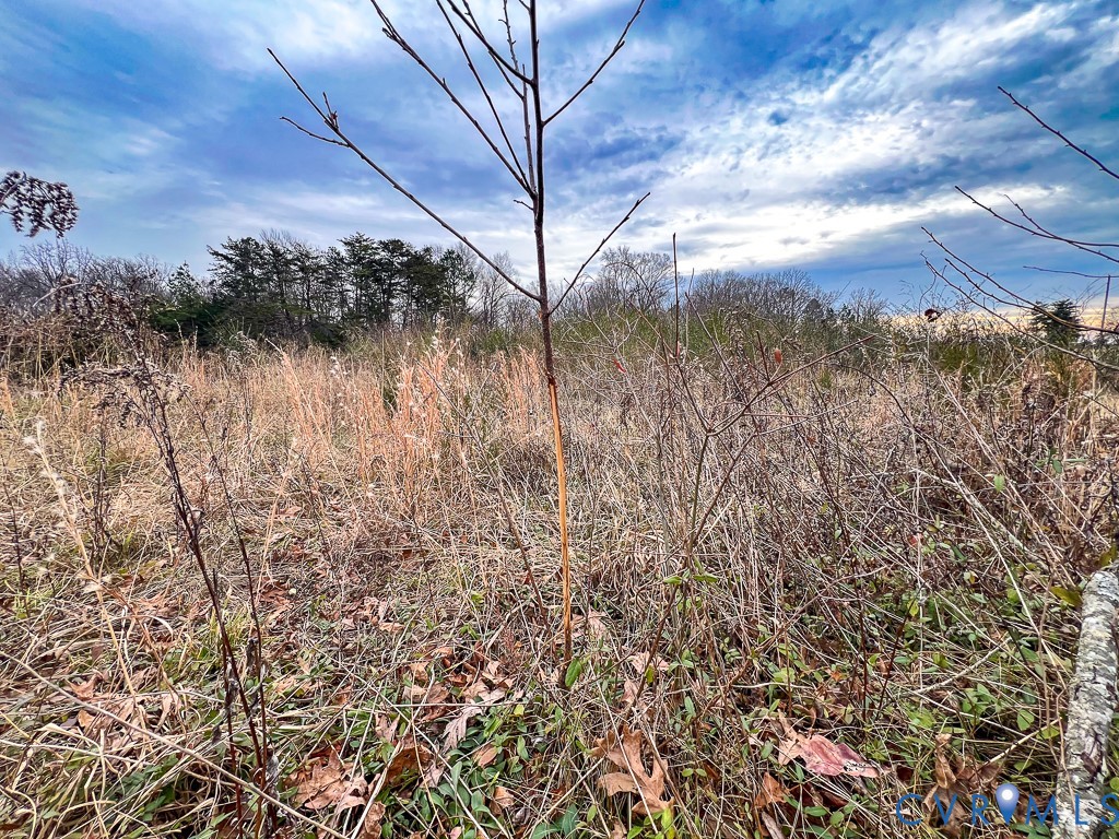 53.778-acres Kidds Fork Road Milford, VA 22514 - Photo 8 of 35