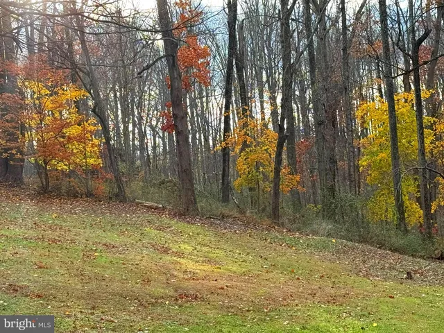 a view of backyard with tree