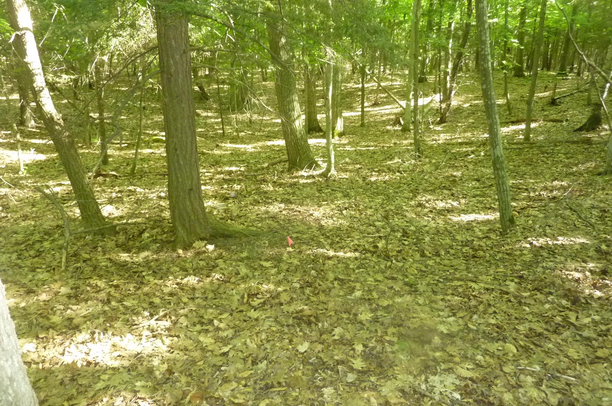 Oo Point Betsie Road Frankfort, MI 49635 - Photo 6 of 13