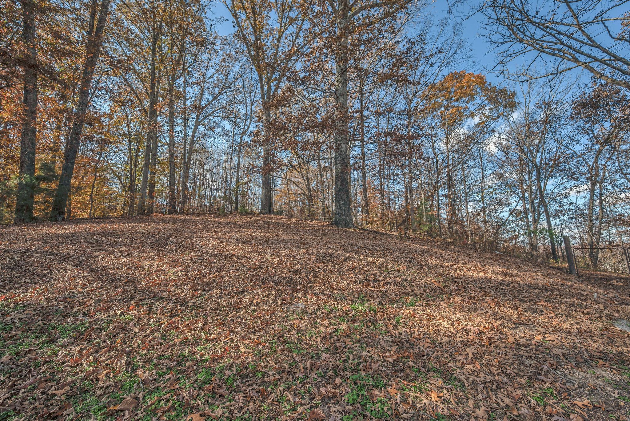 8242 River Rd Pike Nashville, TN 37209 - Photo 28 of 35 a backyard of a house with lots of green space