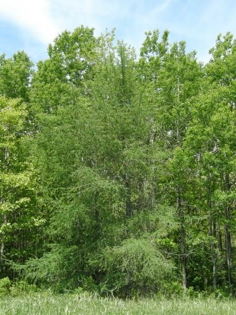 2 Old Woods Road Tenants Harbor, ME 04860 - Photo 3 of 5 Photo
