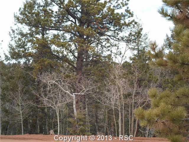 340 Princess Road Cripple Creek, CO 80813 - Photo 10 of 10 View across road