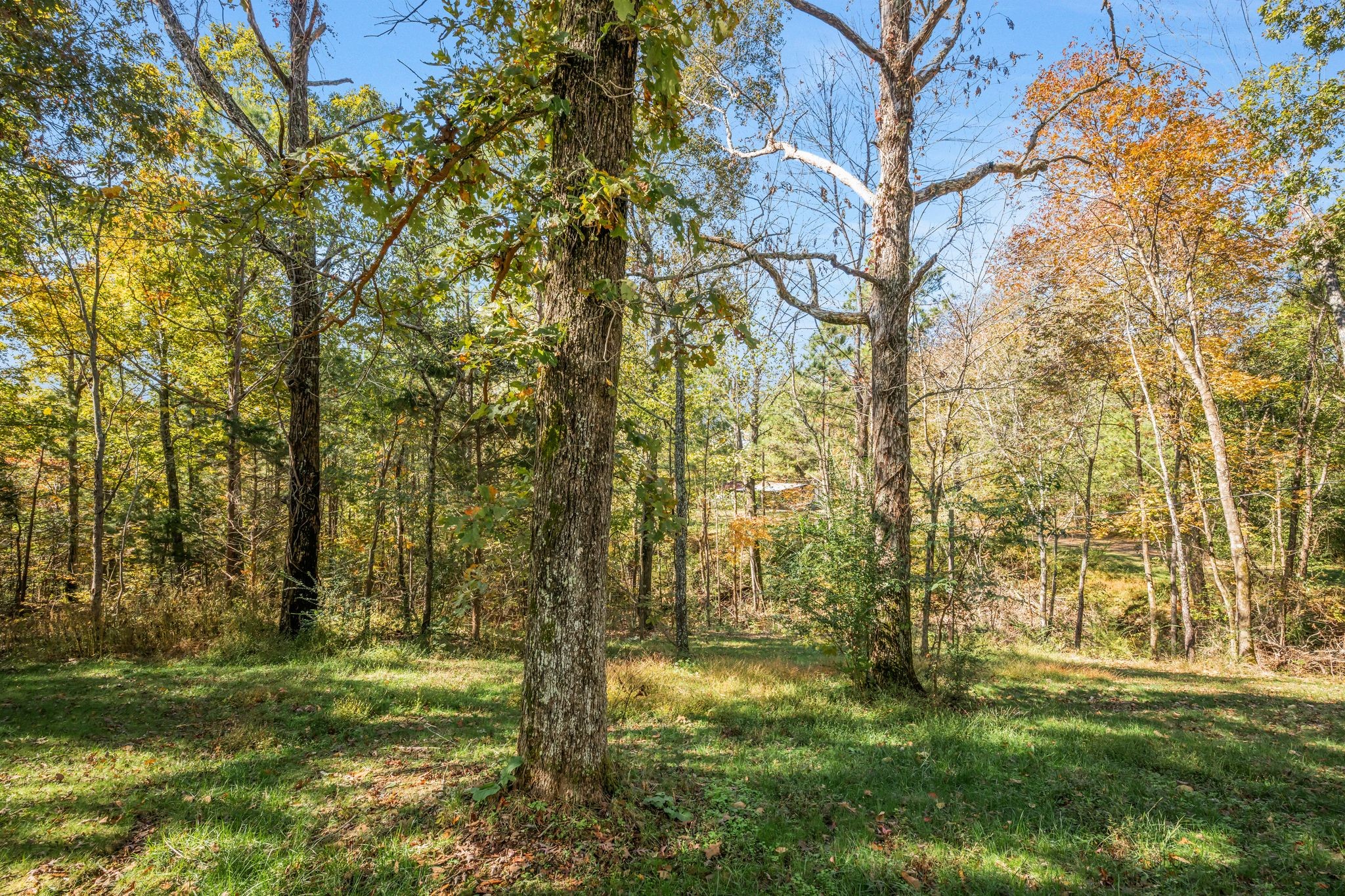 1865 Clydeton Road Waverly, TN 37185 - Photo 28 of 40 a backyard of a house with lots of green space