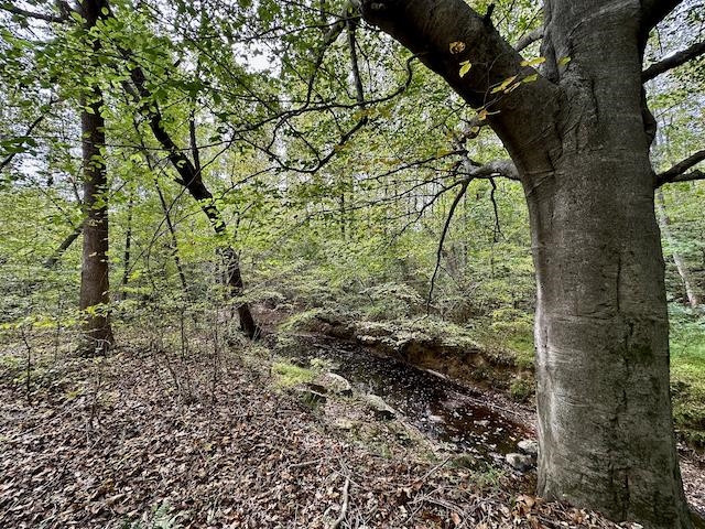 1614 Clay Long Road Timberlake, NC 27583 - Photo 61 of 75 Photo 61