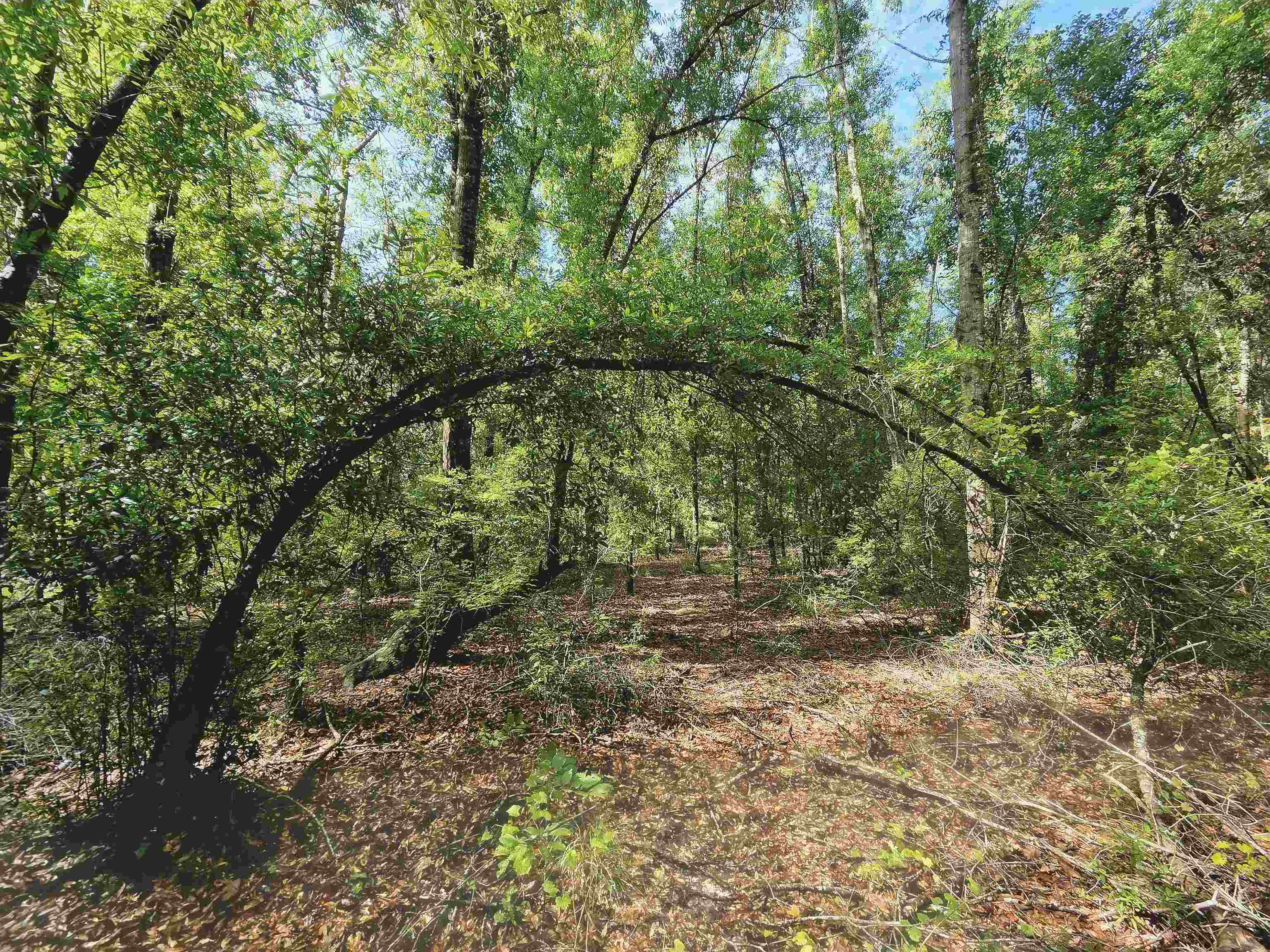 1-acre Northeast Hickory Grove Road Pinetta, FL 32350 - Photo 41 of 44 Gallery Image 41
