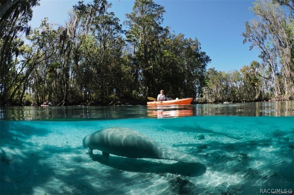 2015 North Rhodes Point Hernando, FL 34442 - Photo 78 of 82 Citrus County has been recognized as one of the best areas in the US for kayaking, canoing, and other water sports.