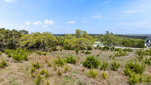 a view of a bunch of trees and bushes