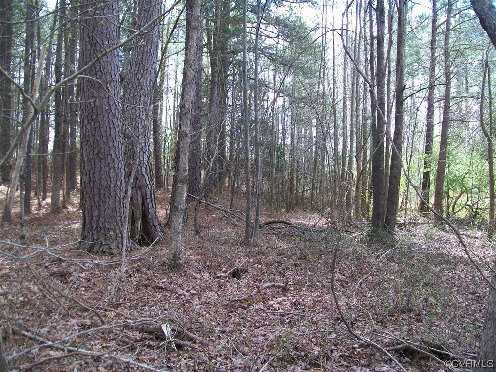 2293 Chalk Level Road, Unit OFF Alberta, VA 23821 - Photo 33 of 50 a view of a forest that has large trees