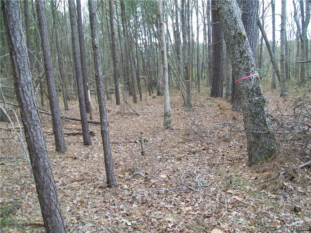 2293 Chalk Level Road, Unit OFF Alberta, VA 23821 - Photo 41 of 50 a view of a forest with trees in the background