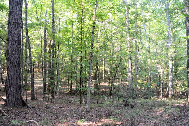 Lot 5 Kingsboro Road Hamilton, GA 31811 - Photo 5 of 12 View from campsite to 15+ more acres of property