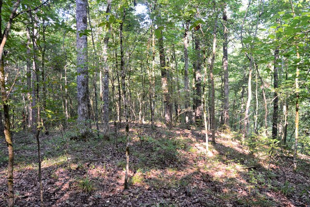 Lot 5 Kingsboro Road Hamilton, GA 31811 - Photo 6 of 12 View from campsite toward creek